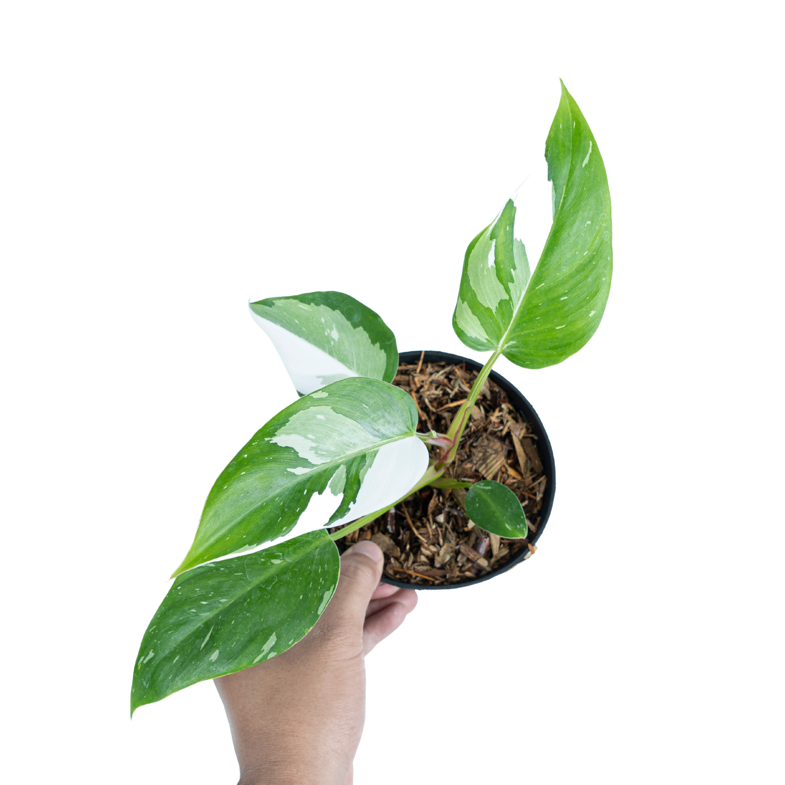 Variegated philodendron pack - Image 2