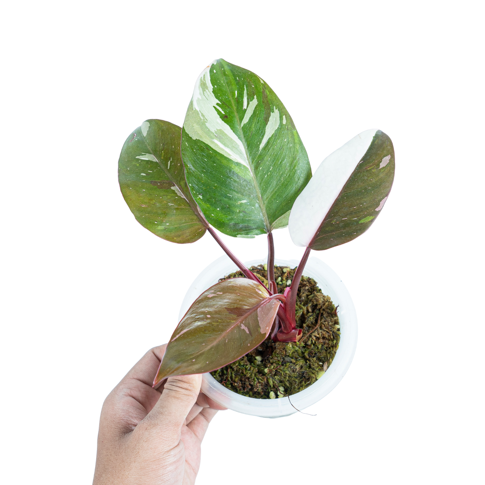 Variegated philodendron pack - Image 3