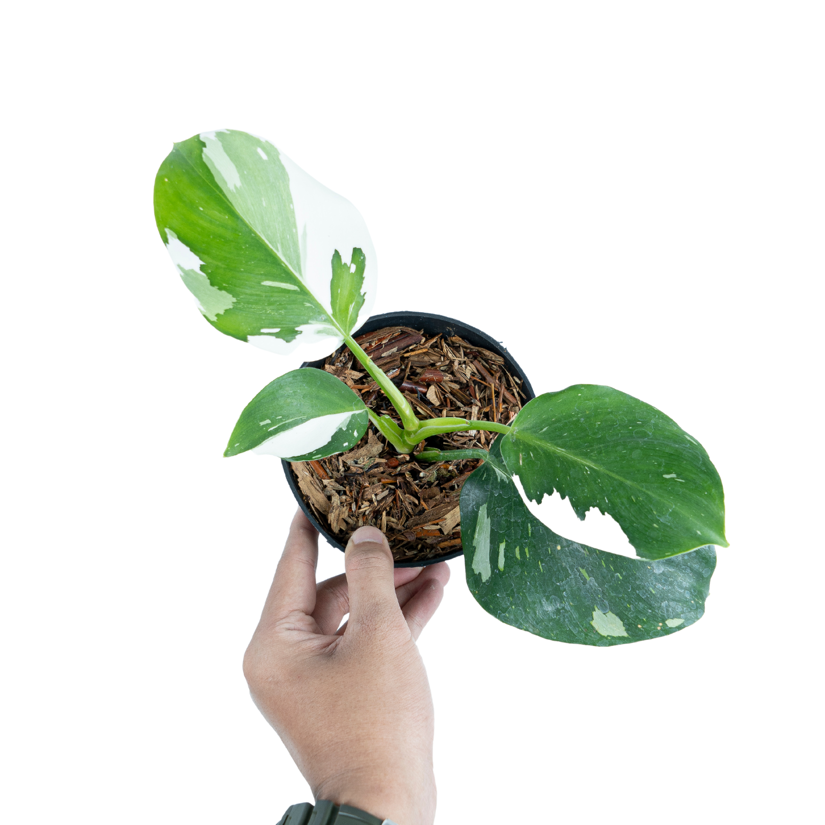 Variegated philodendron pack - Image 4
