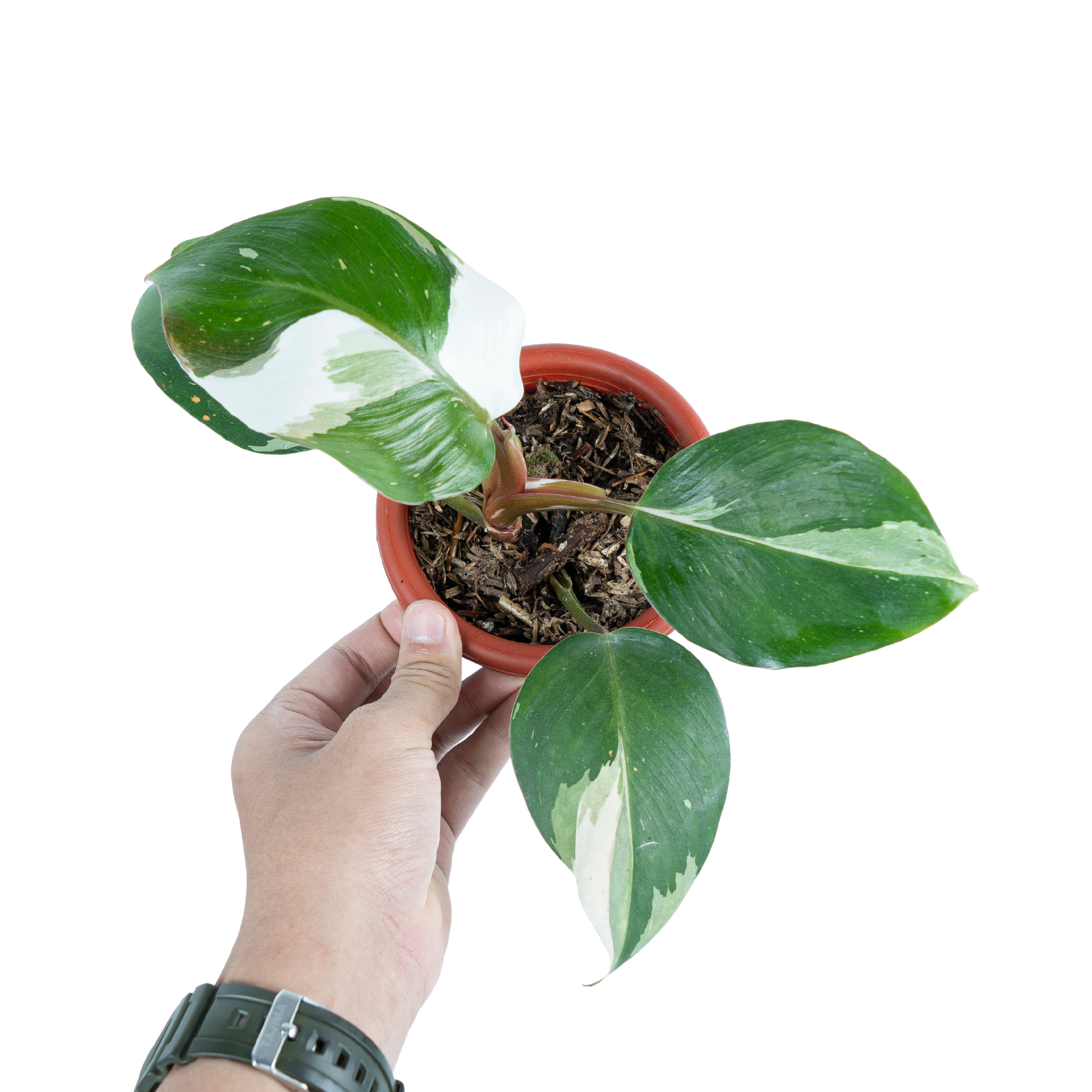 Variegated philodendron pack - Image 5