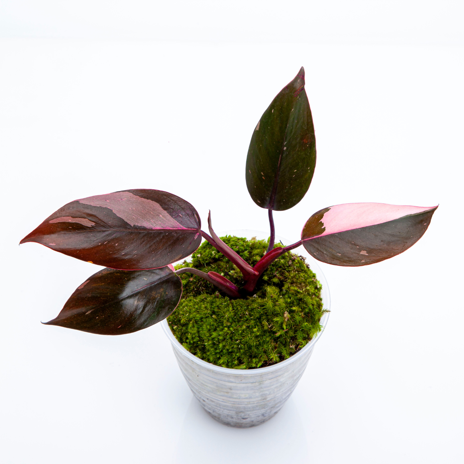 Variegated philodendron pack - Image 6