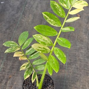 Zamioculcas zamiifolia albo variegated