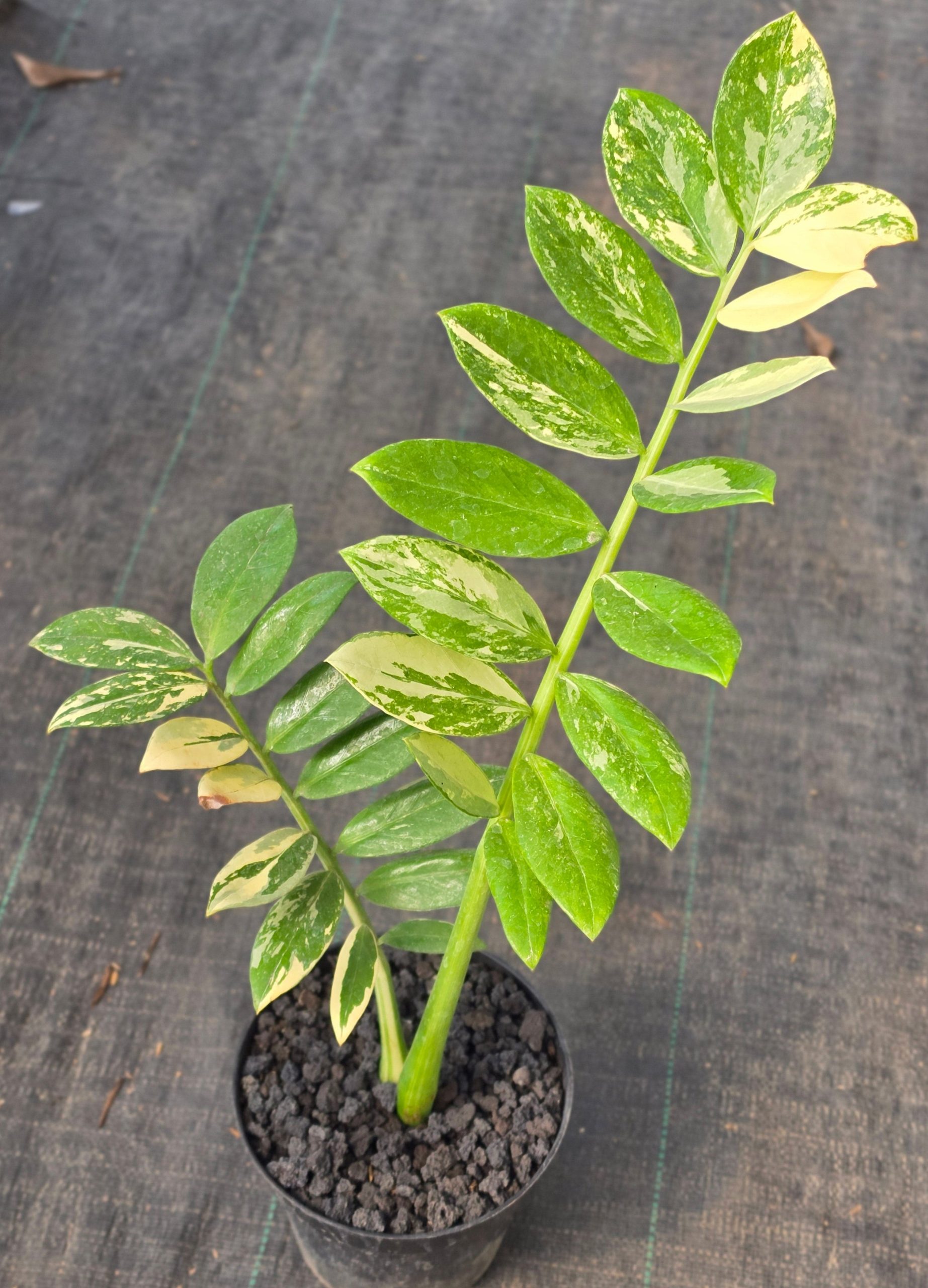 Zamioculcas zamiifolia albo variegated