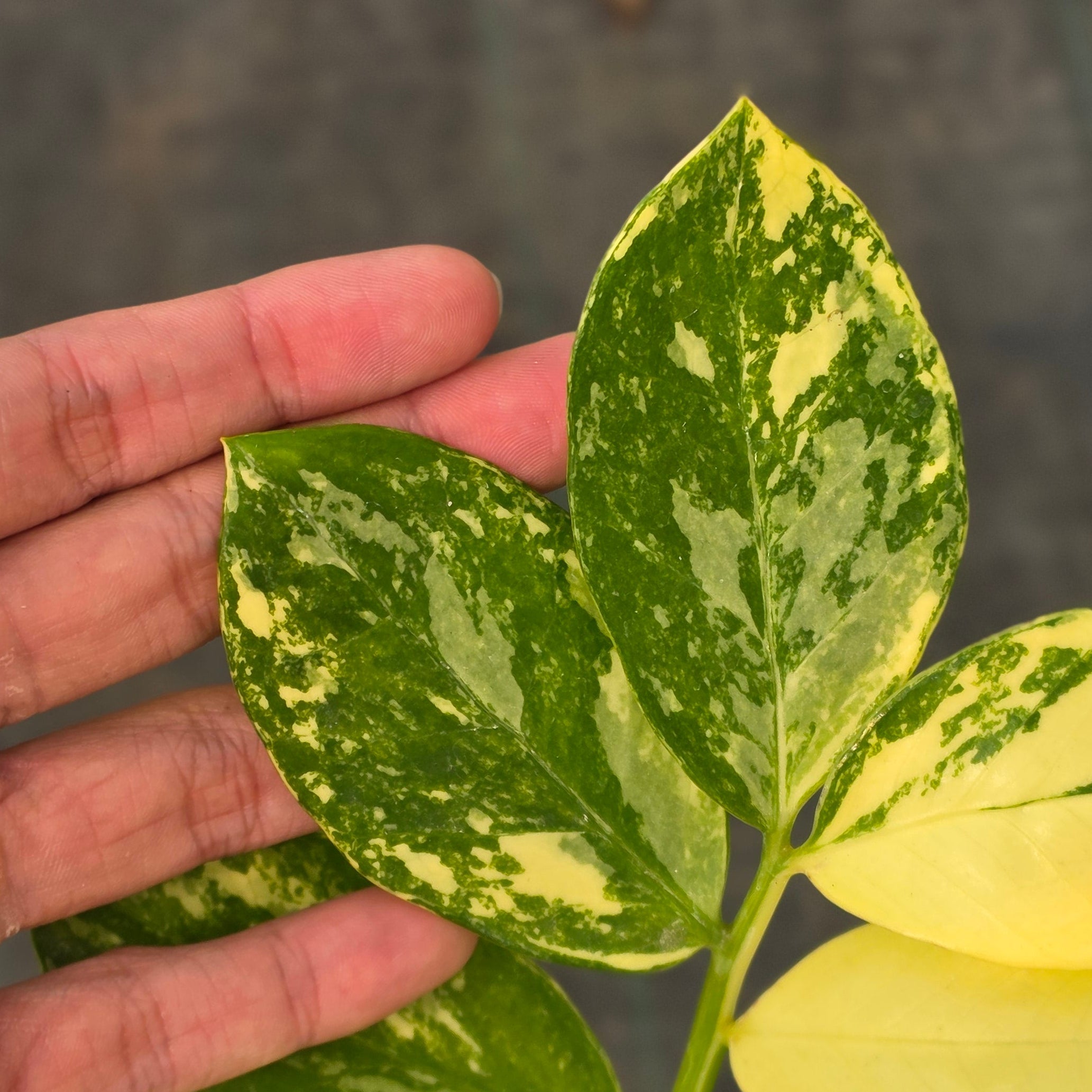 Zamioculcas zamiifolia albo variegated - Image 2