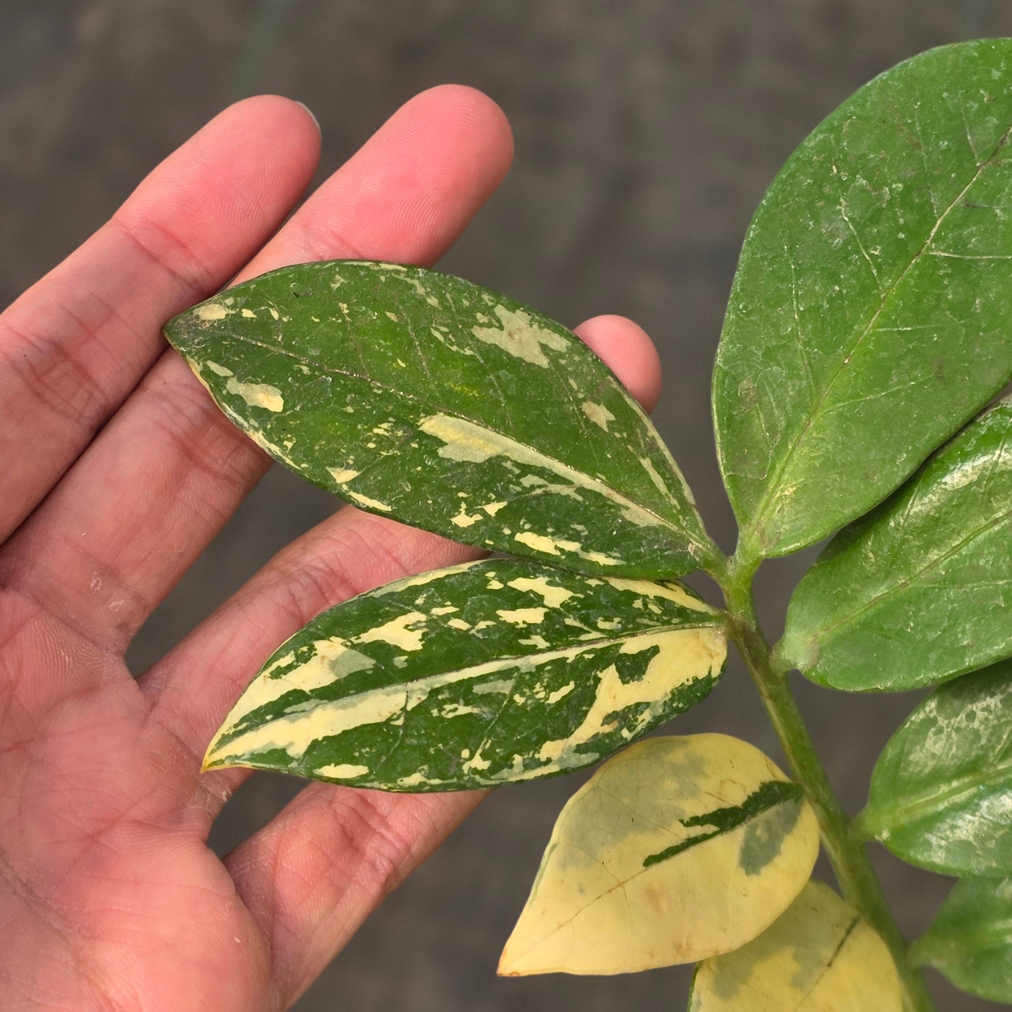 Zamioculcas zamiifolia albo variegated - Image 3