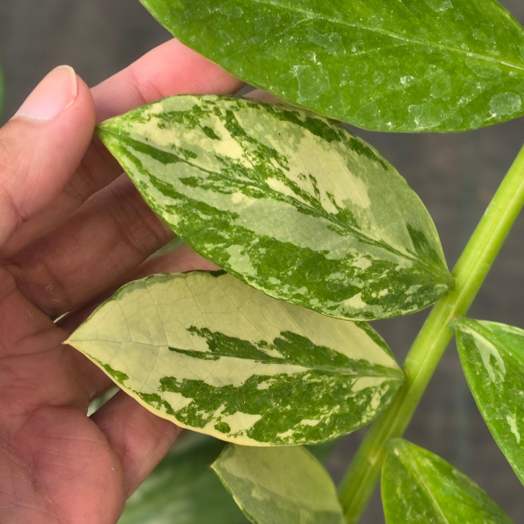 Zamioculcas zamiifolia albo variegated - Image 4