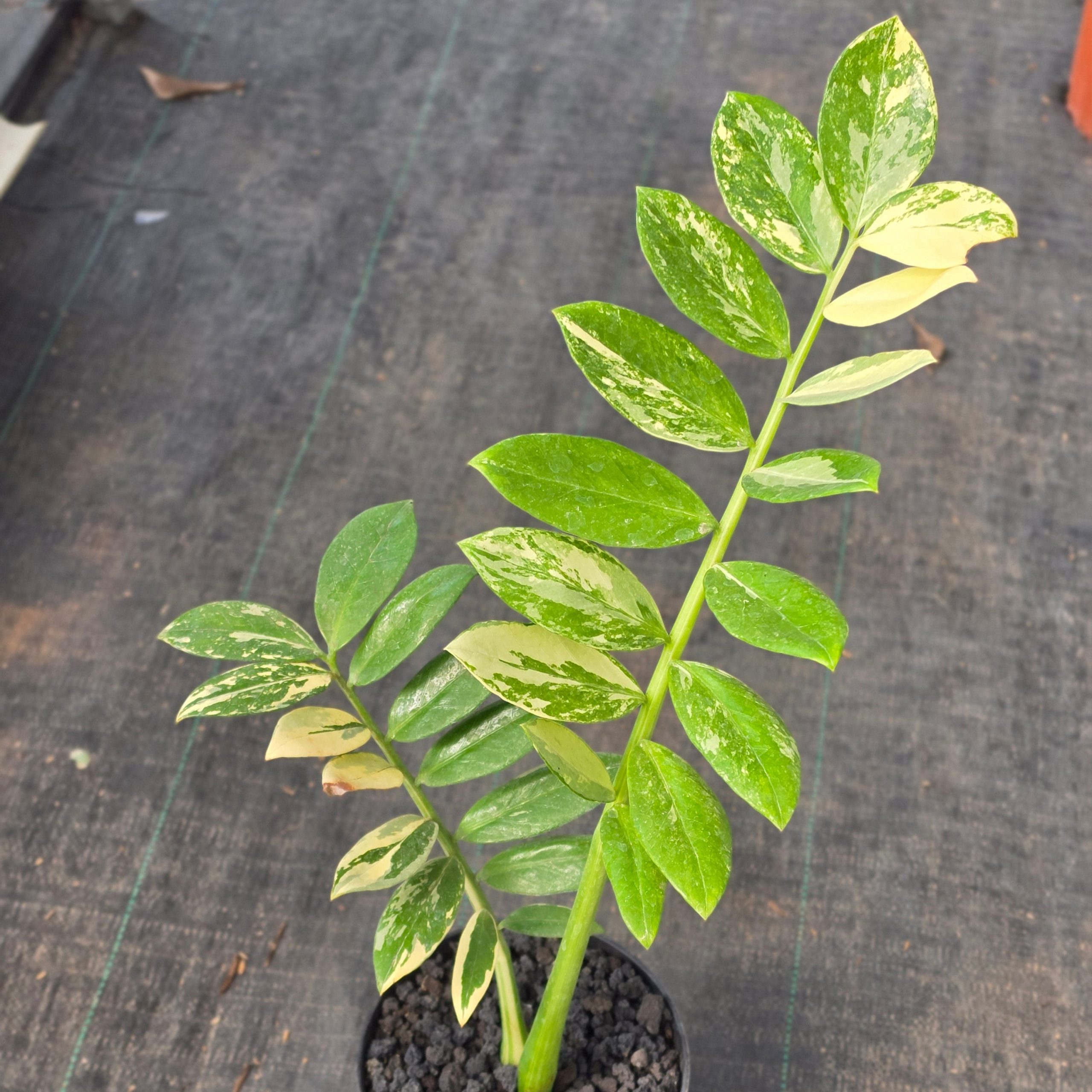 Zamioculcas zamiifolia albo variegated - Image 5