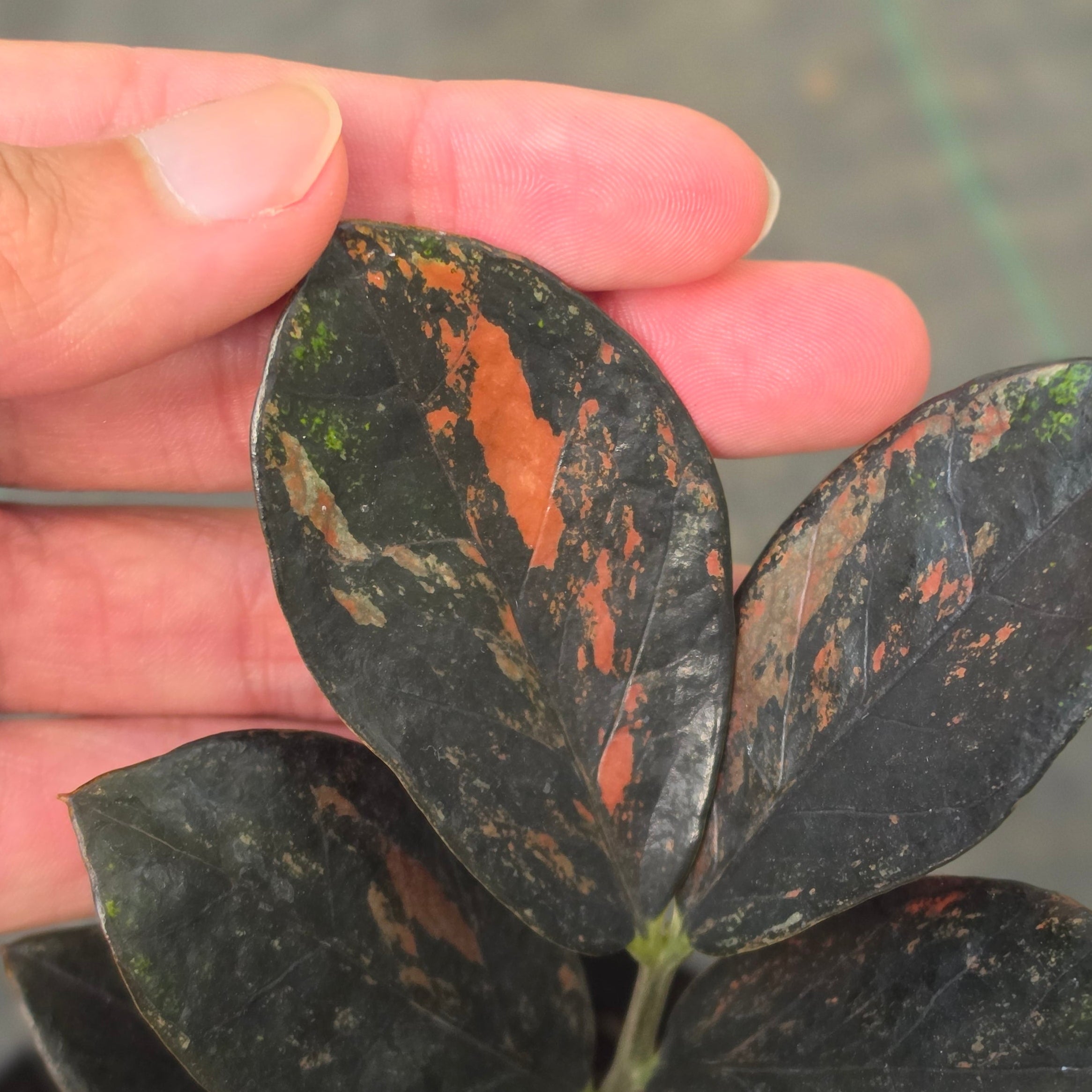 Zamioculcas zamiifolia 'Raven' Variegated - Image 2
