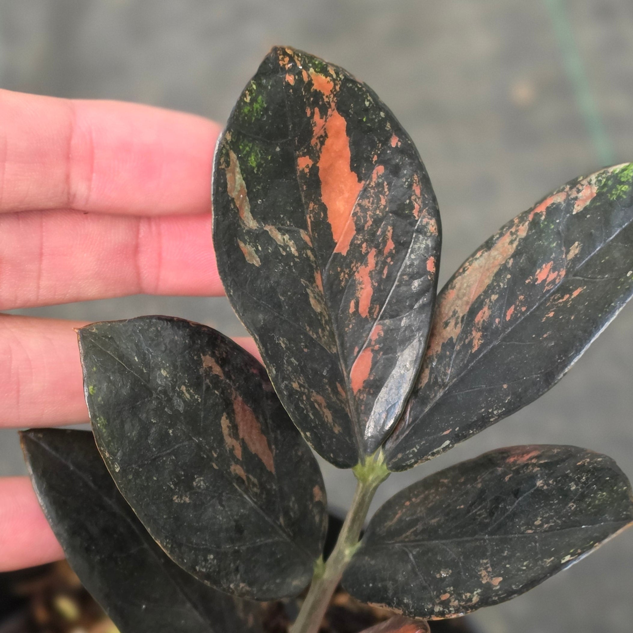 Zamioculcas zamiifolia 'Raven' Variegated - Image 3