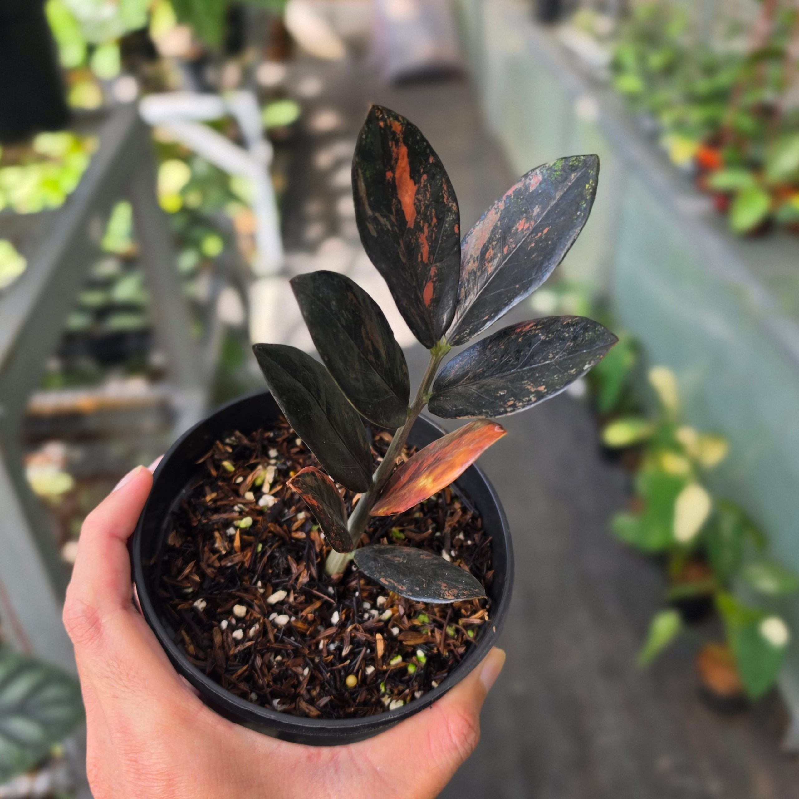 Zamioculcas zamiifolia 'Raven' Variegated - Image 4